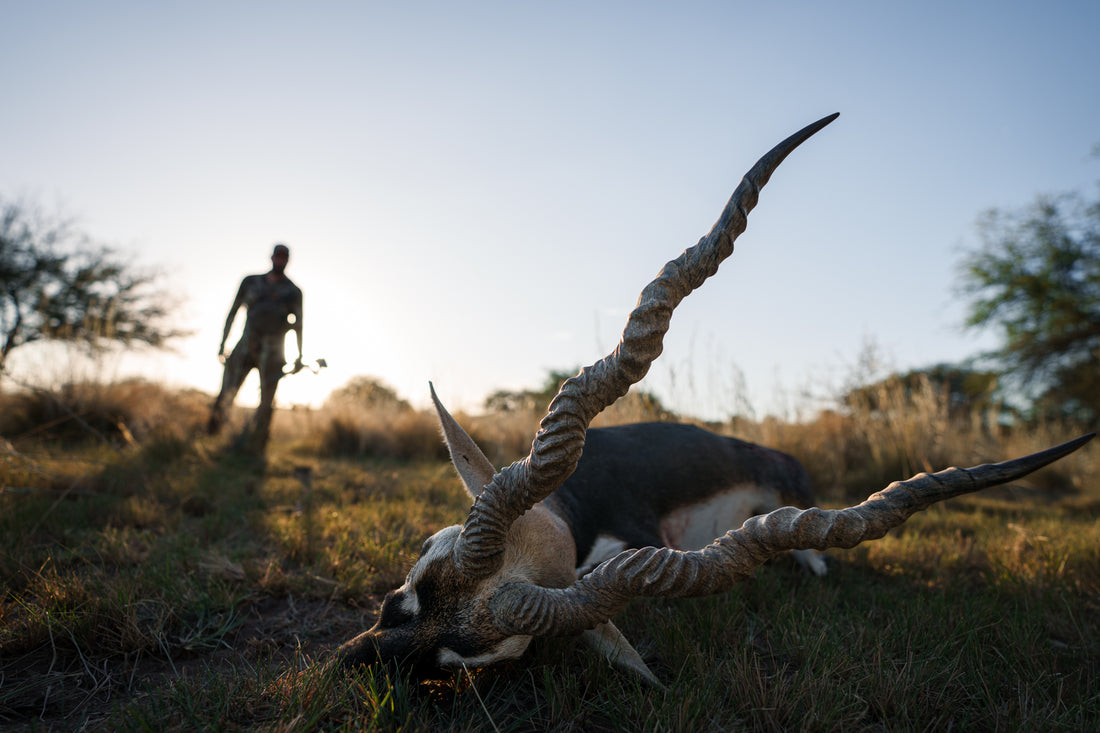 Argentina Blackbuck