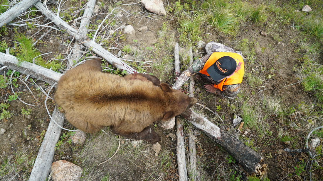 Spring Bear Hunting: Tips for Spot and Stalk Success