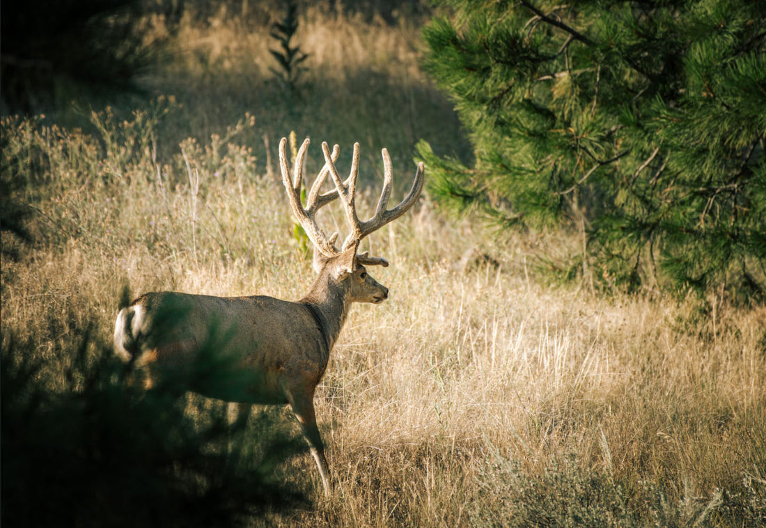 Trophy Mule Deer- Field judge giant mule deer. Velvet mule deer buck