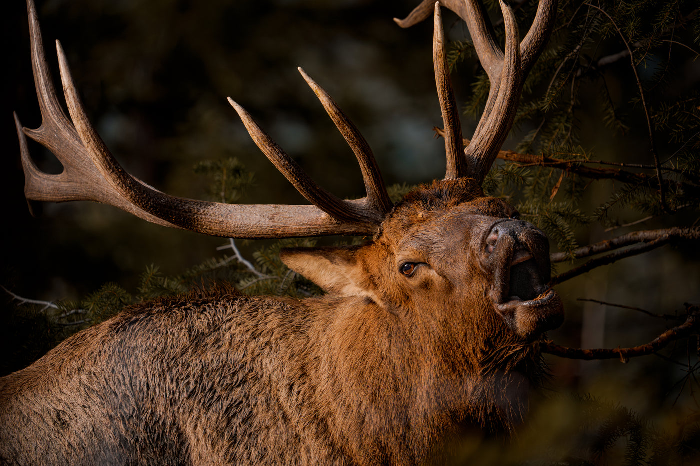 Rocky Mountain Elk Foundation